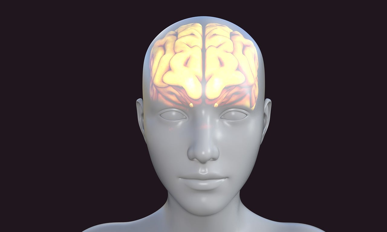 Photo by TheDigitalArtist - Info Vandaag Human brain avatar biology thoughts knowledge person head think thinking human brain mind brain brain brain brain human brain human brain human brain human brain human brain