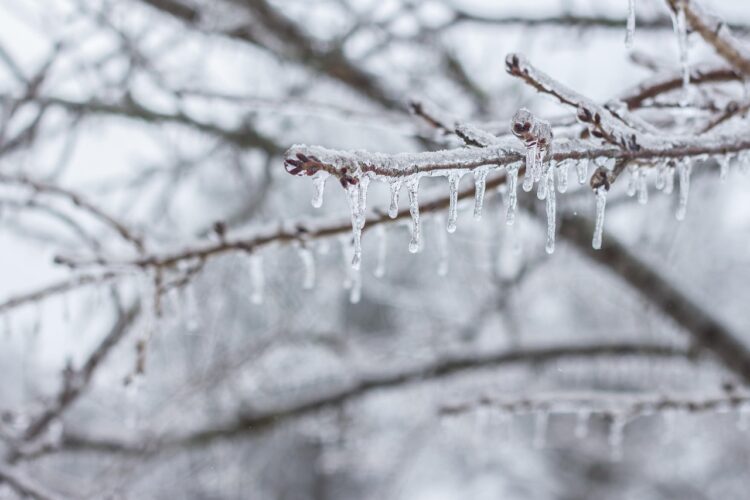 Ice icicle branch frozen snow nature icy clear close texture xmas outdoor winter cold frost white christmas icicle icicle icicle icicle icicle