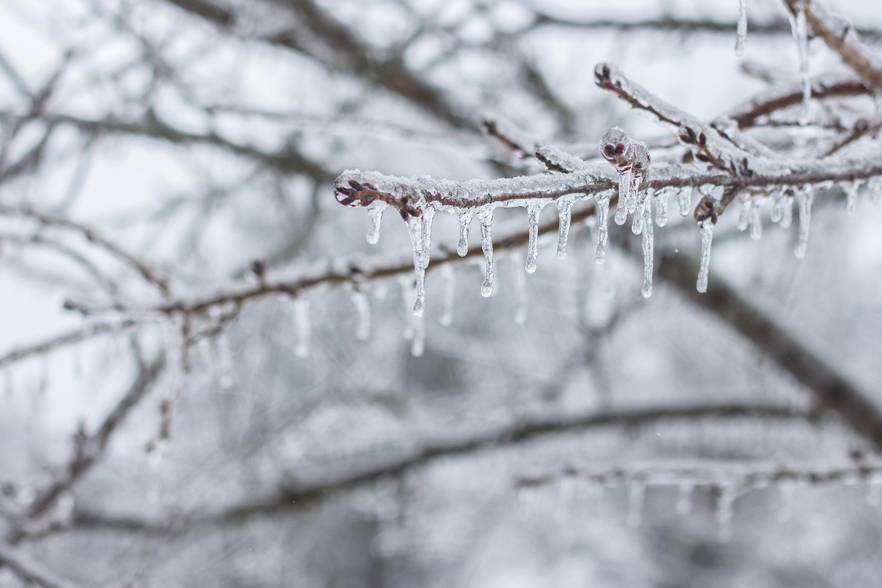 Ice icicle branch frozen snow nature icy clear close texture xmas outdoor winter cold frost white christmas icicle icicle icicle icicle icicle