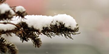 snow, white, winter, cold, tree, branch, nature, christmas, winter, christmas, christmas, christmas, christmas, christmas