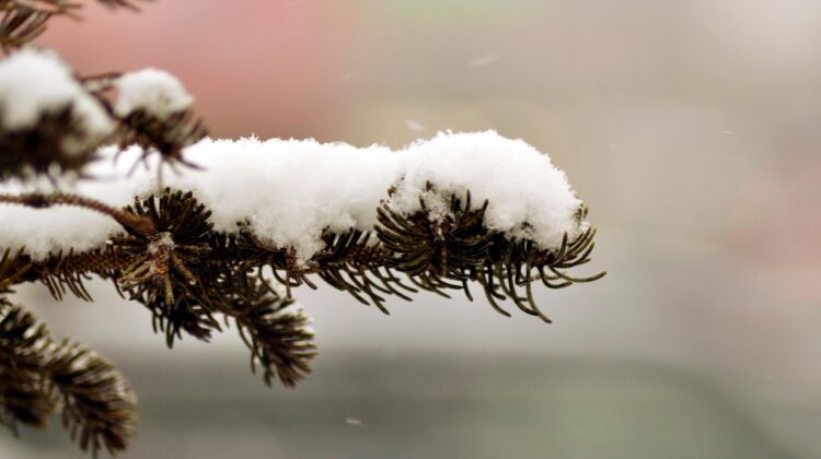 Snow white winter cold tree branch nature christmas winter christmas christmas christmas christmas christmas