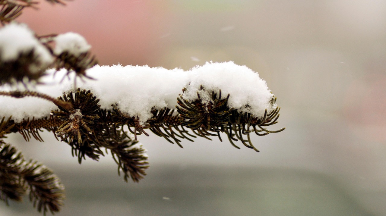 Snow white winter cold tree branch nature christmas winter christmas christmas christmas christmas christmas
