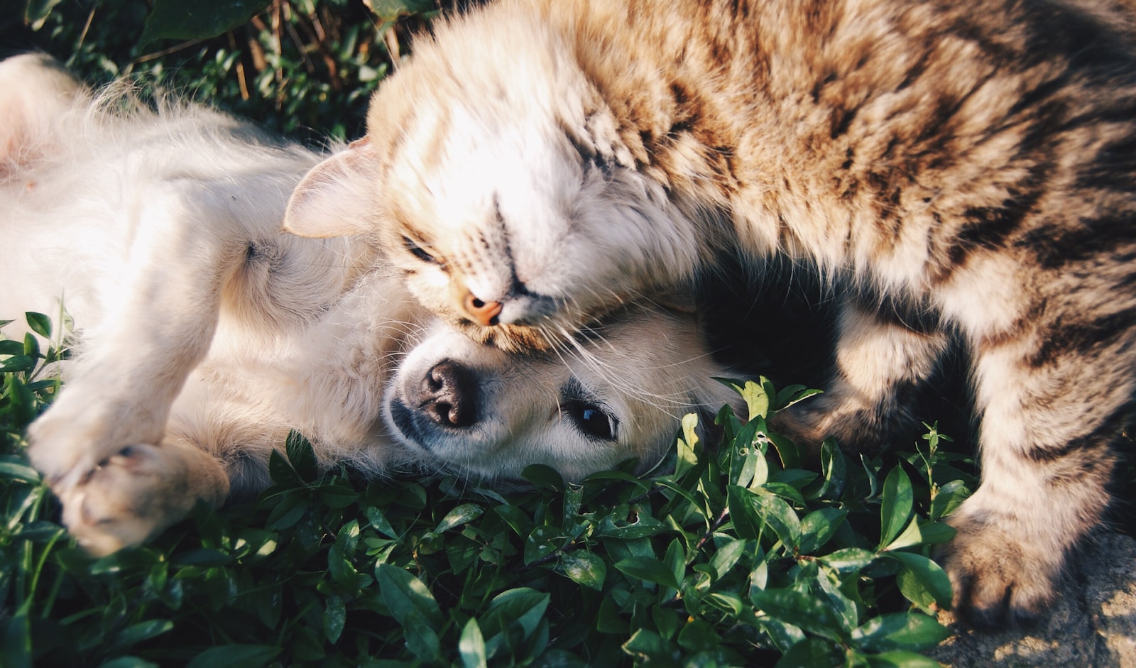 Photo by Krista Mangulsone - Info Vandaag White dog and gray cat hugging each other on grass