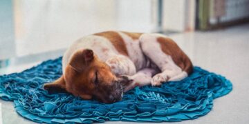 a brown and white dog laying on top of a blue blanket