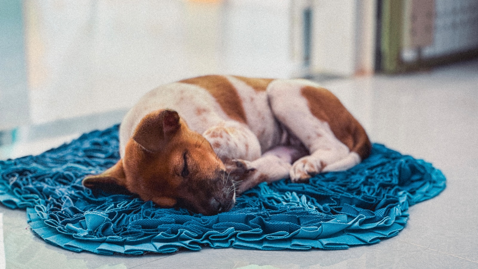 Photo by Allan - Info Vandaag A brown and white dog laying on top of a blue blanket
