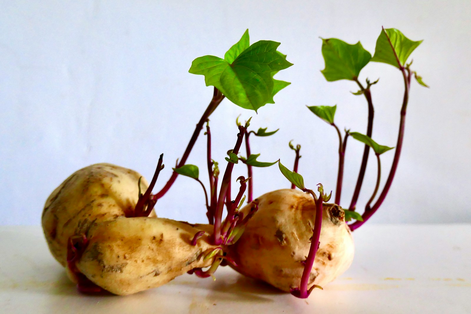 Two red and green apples
