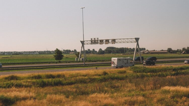 White and black crane on green grass field during daytime