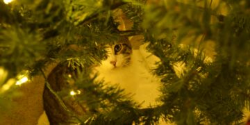 Cat peeking through christmas tree branches