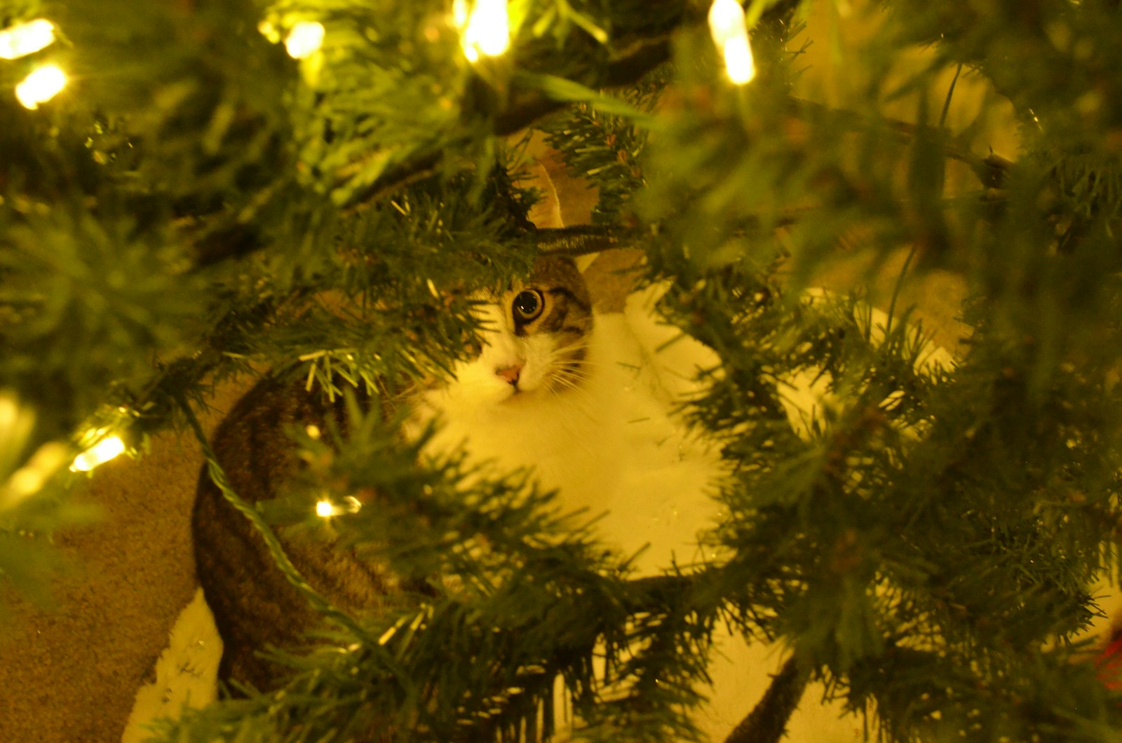 Photo by Yana Subot - Info Vandaag Cat peeking through christmas tree branches