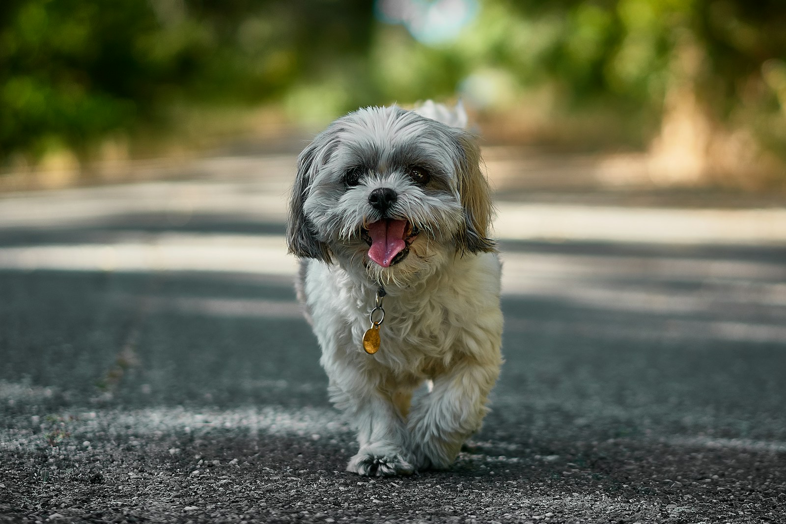 Adult white and black shih tzu