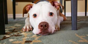 dog laying on area rug