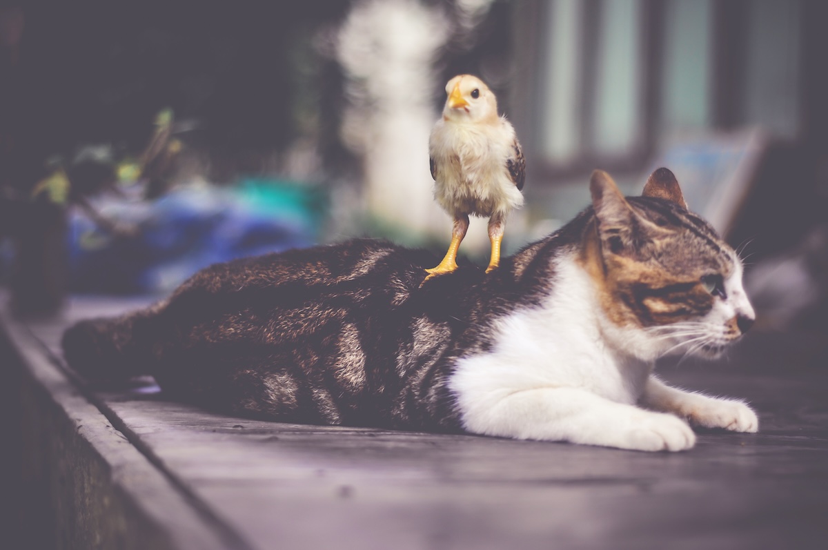 huisdieren-vogelgriep - Info Vandaag