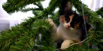 Opgelet: zo gevaarlijk zijn de naalden van een kerstboom voor jouw huisdier echt!