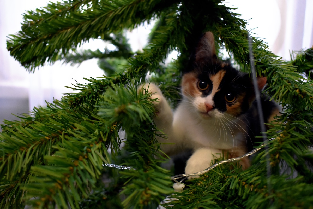 Little cat plays with christmas tree - Info Vandaag