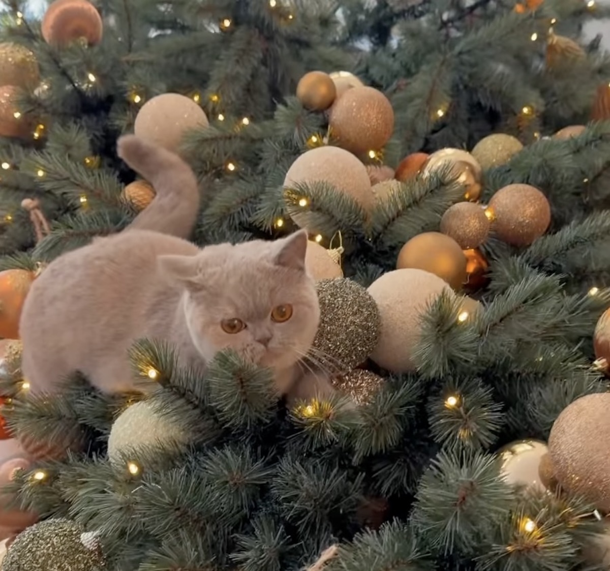 Screenshot - Info Vandaag