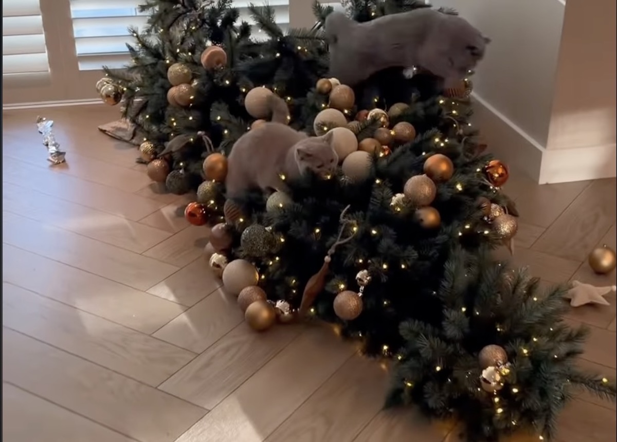 Screenshot - Info Vandaag