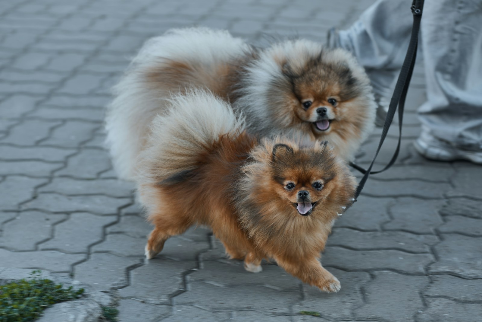 Two fluffy pomeranian dogs on a leash