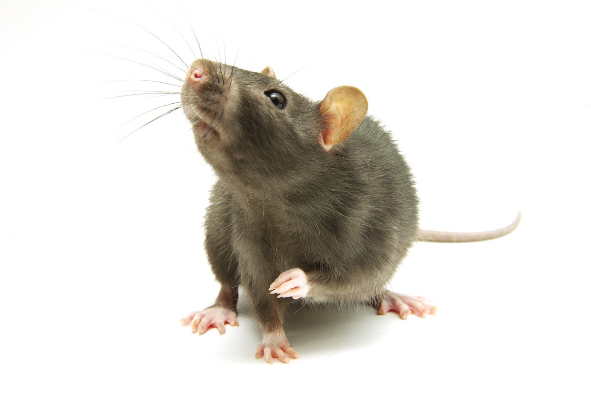 funny rat isolated on white background - Info Vandaag