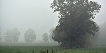 a foggy field with trees
