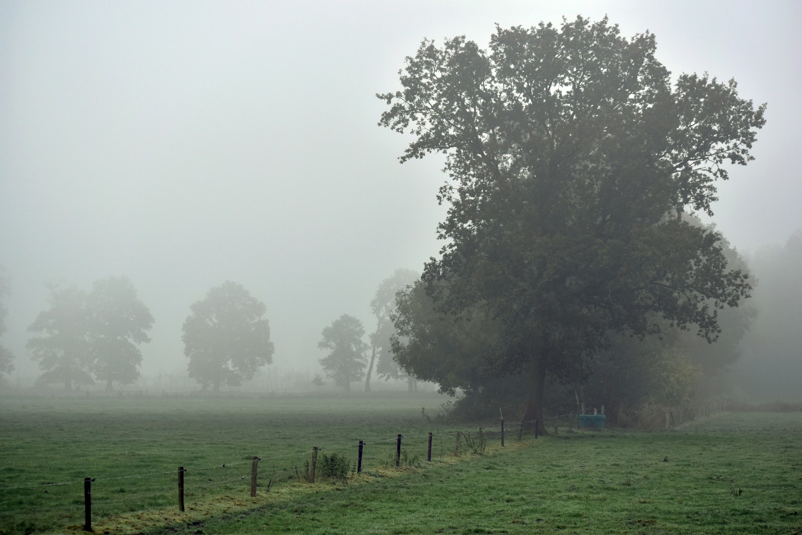 A foggy field with trees