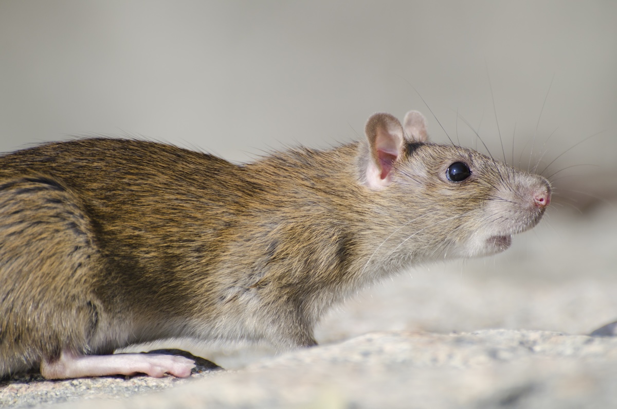 A closeup of a marsh rice rat under the sunlight with a blurry background - Info Vandaag