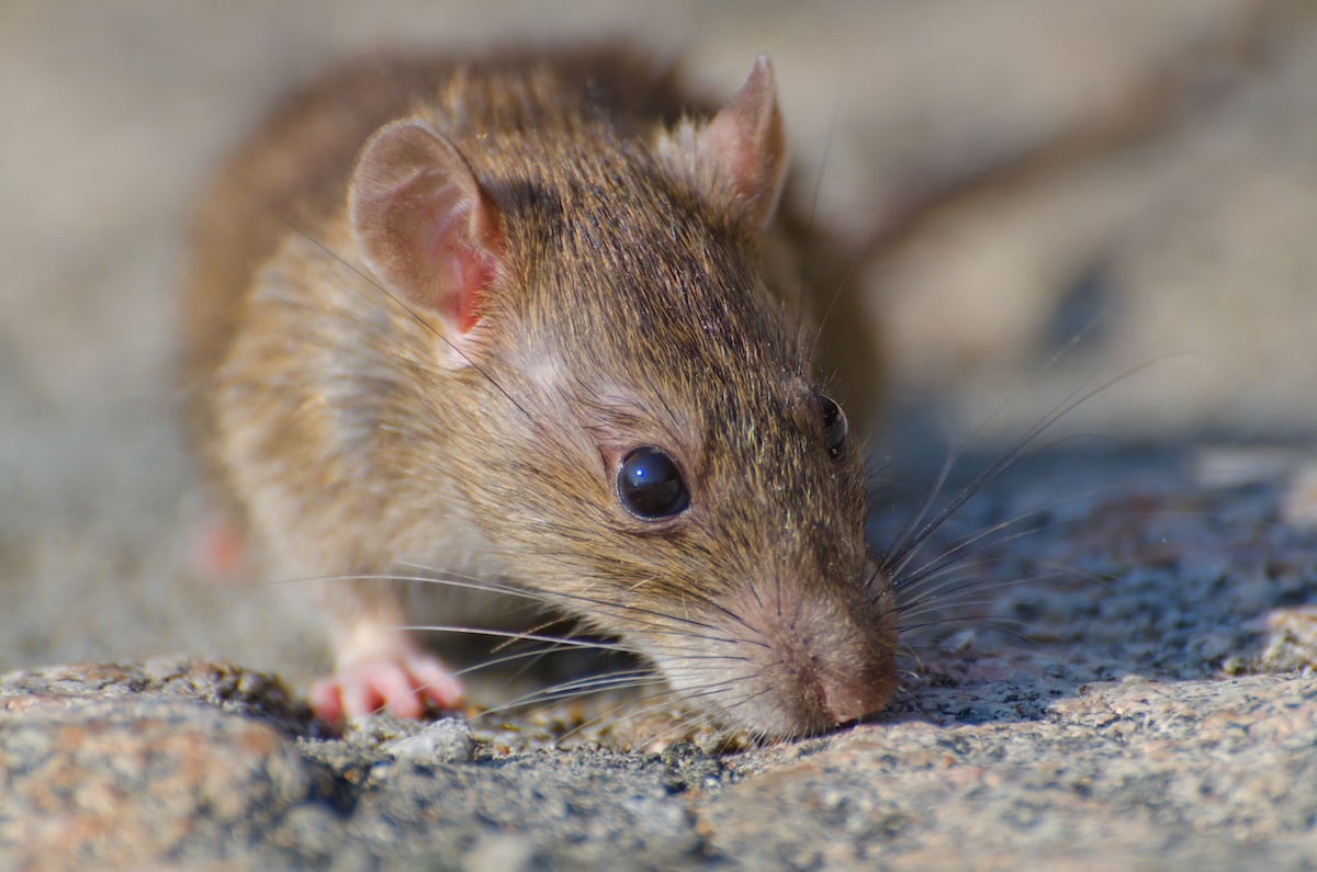 A closeup selective focus shot of a brown rat on the concrete ground - Info Vandaag