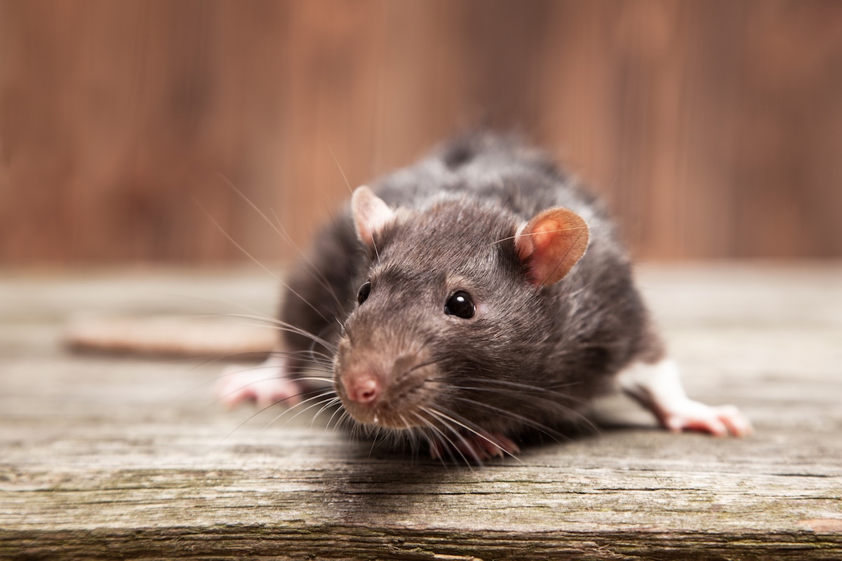 Pet rats on a wooden background - Info Vandaag