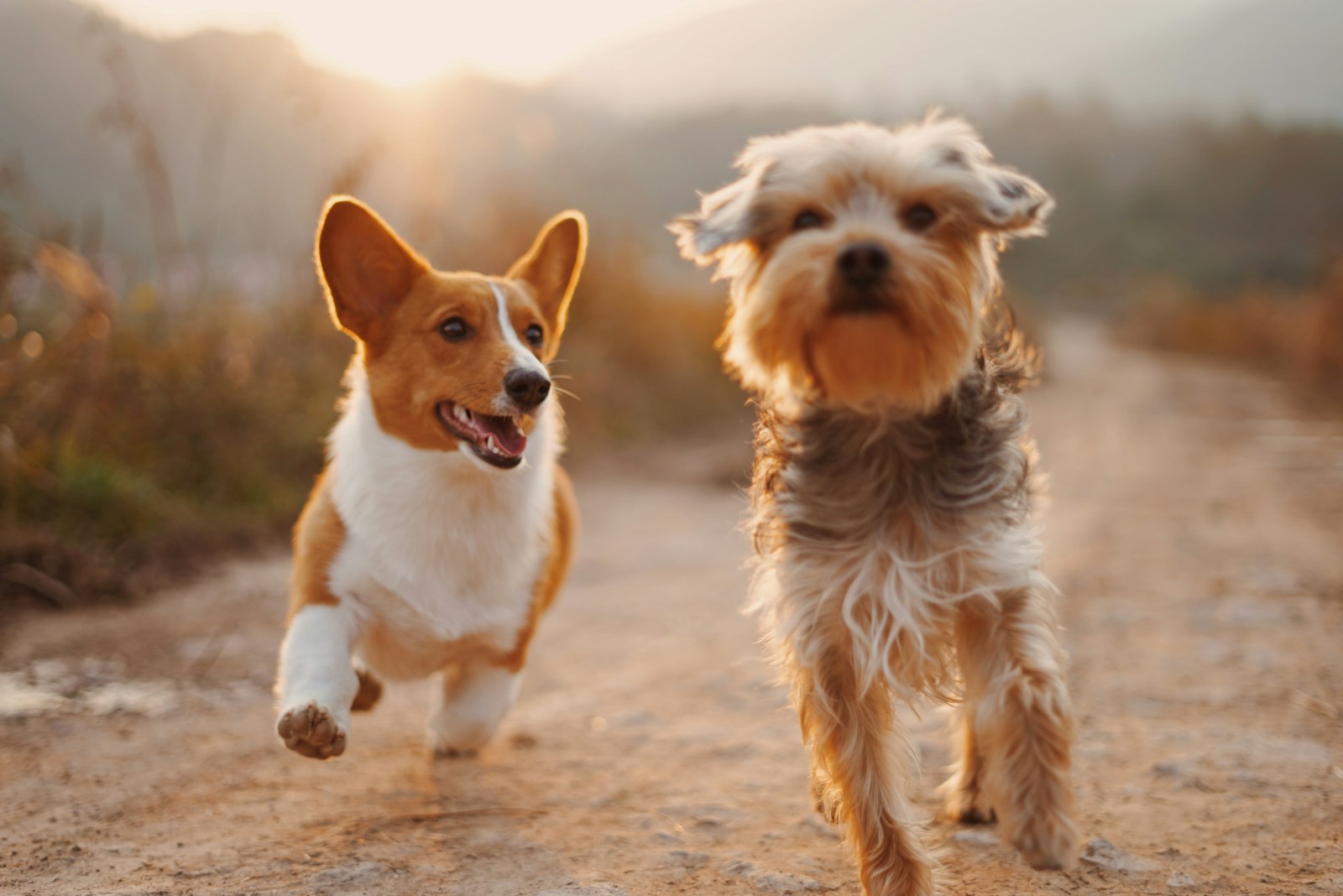 Photo by Alvan Nee - Info Vandaag Two brown and white dogs running dirt road during daytime
