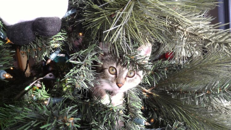 A cat peeking out from behind a christmas tree