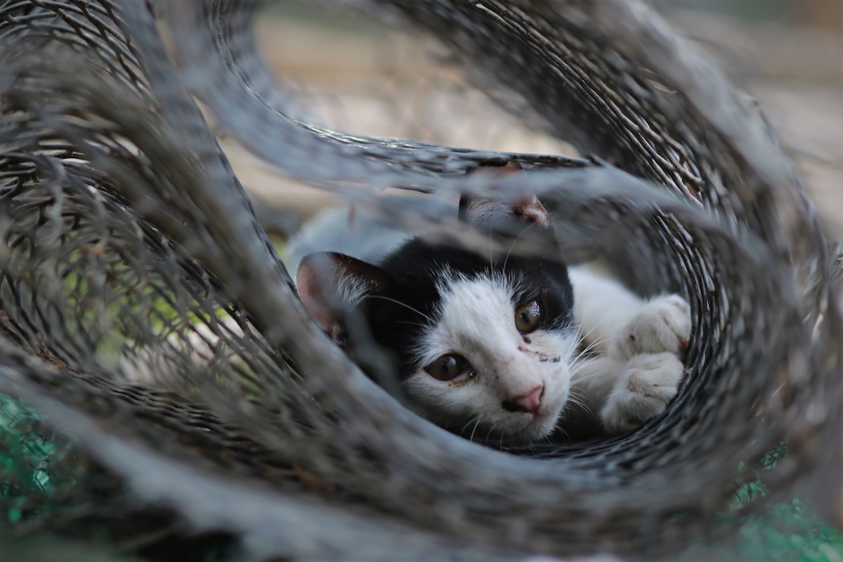 vogelgriep-dieren - Info Vandaag