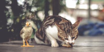 Vogelgriep & huisdieren: welk risico lopen ze en wat kun jij doen?