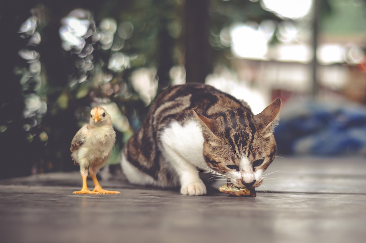 vogelgriep-kat - Info Vandaag