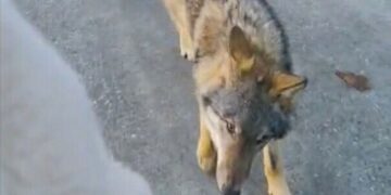 ZIEN: ‘Nieuwe bizarre beelden van de wolf duiken op na achtervolging wandelaars’