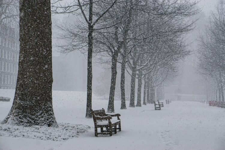 Benches and trees covered with snow