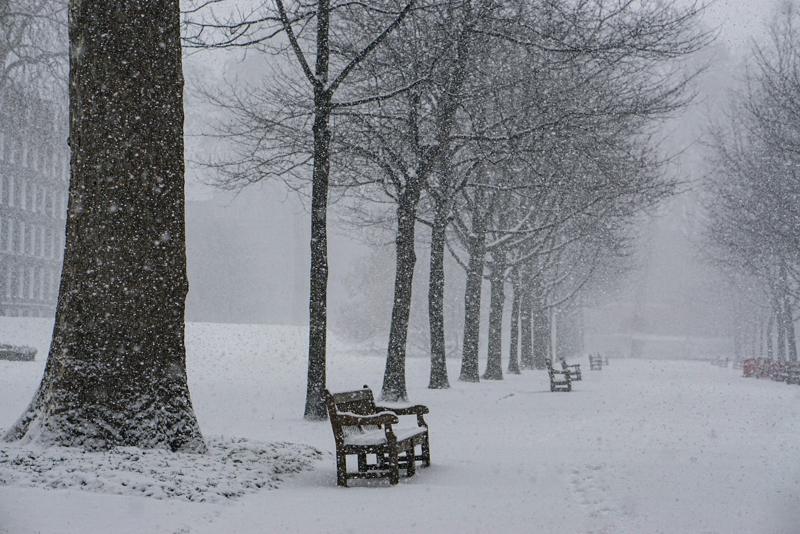 Benches and trees covered with snow