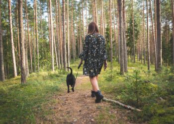 Dog nature forest landscape animal pet walk autumn cute walking retriever leaves female atmosphere leisure outdoors