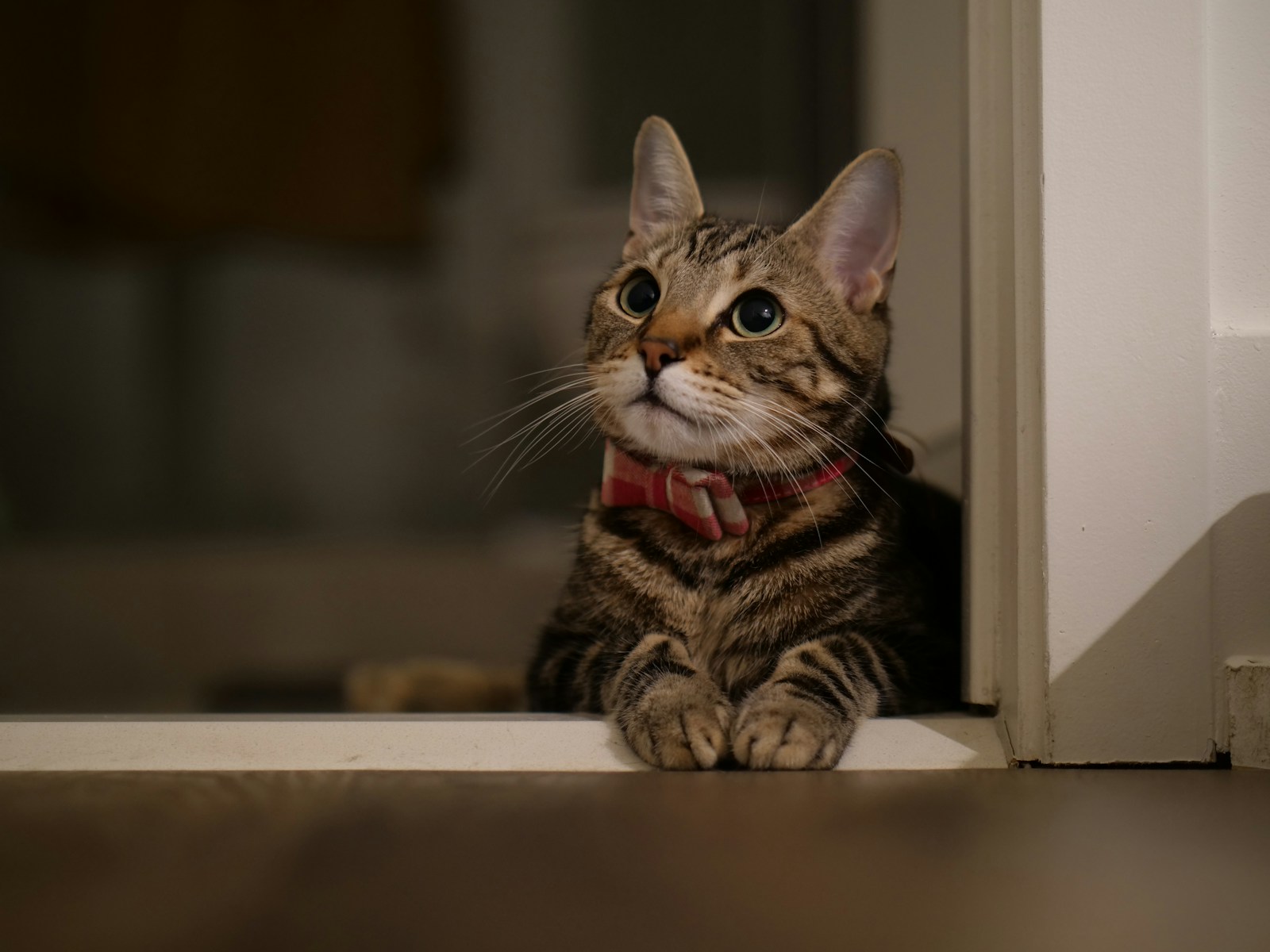 Brown tabby cat on white wooden table