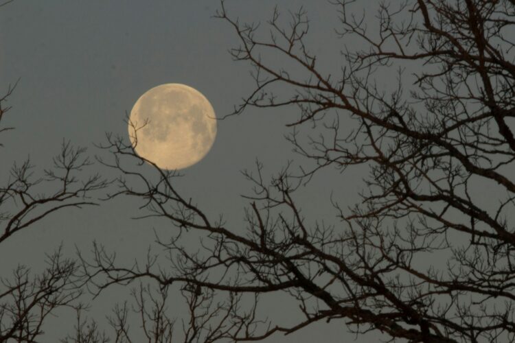 A full moon seen through the branches of a tree