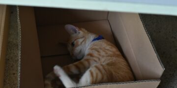 orange tabby cat on brown cardboard box