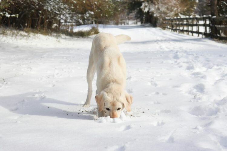 A large white dog walking across a snow covered field
