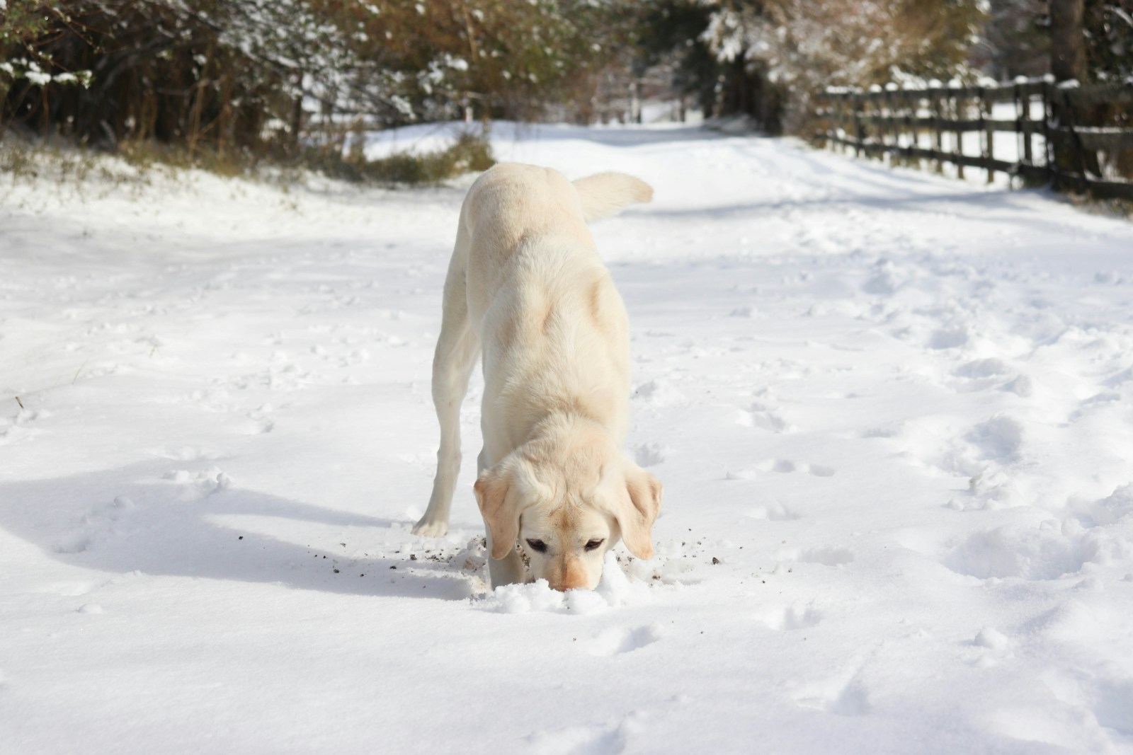Photo by Laura Roberts - Info Vandaag A large white dog walking across a snow covered field