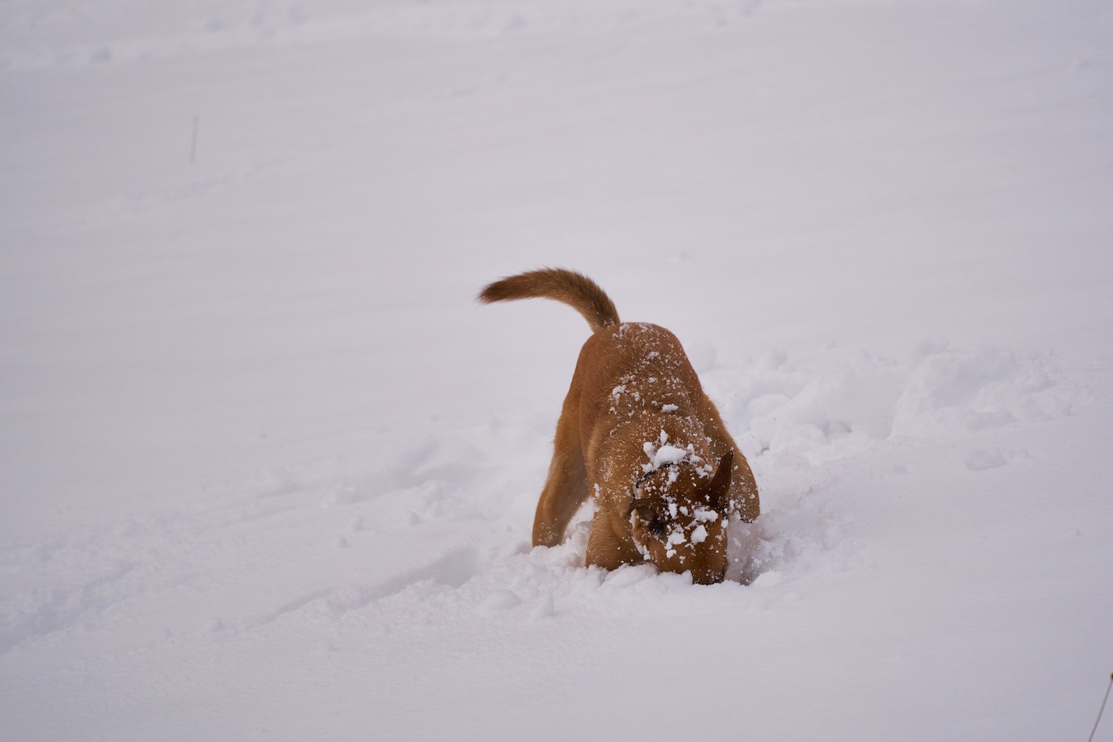 Photo by Wolfgang Hasselmann - Info Vandaag Brown short coated dog on snow covered ground