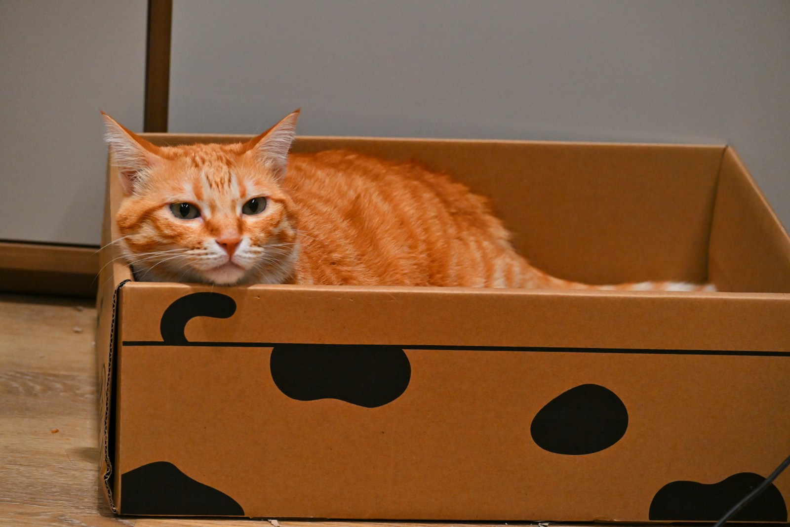 An orange tabby cat rests in a cardboard box
