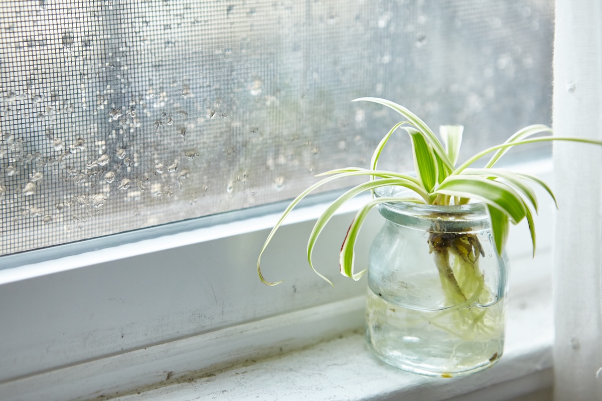A green houseplant in a glass jar on a window sill on a rainy day - Info Vandaag