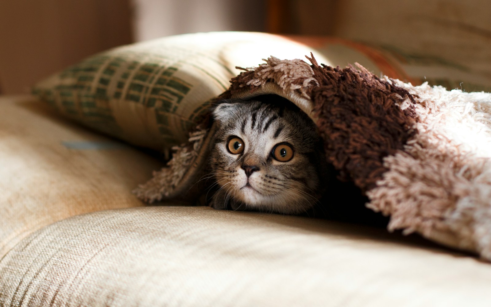 Brown scottish fold in brown thick pile blanket