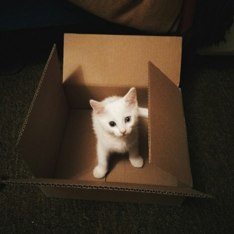 White kitten in brown cardboard box