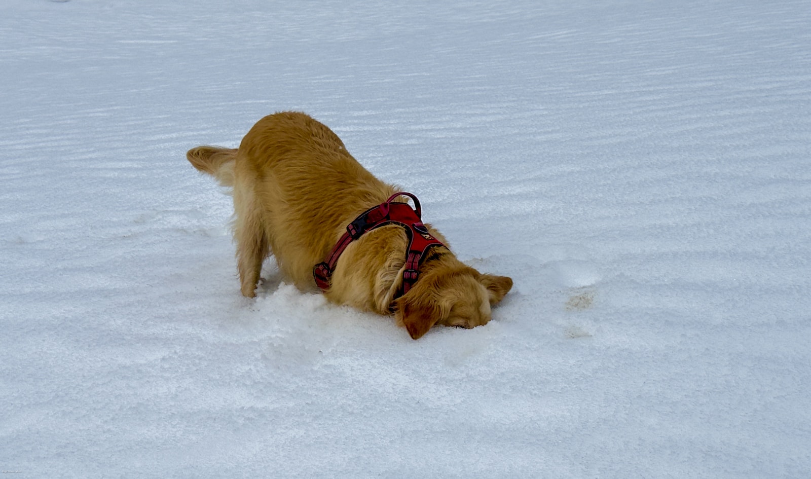 Photo by Birgit Steven-Lahno - Info Vandaag A dog that is standing in the snow