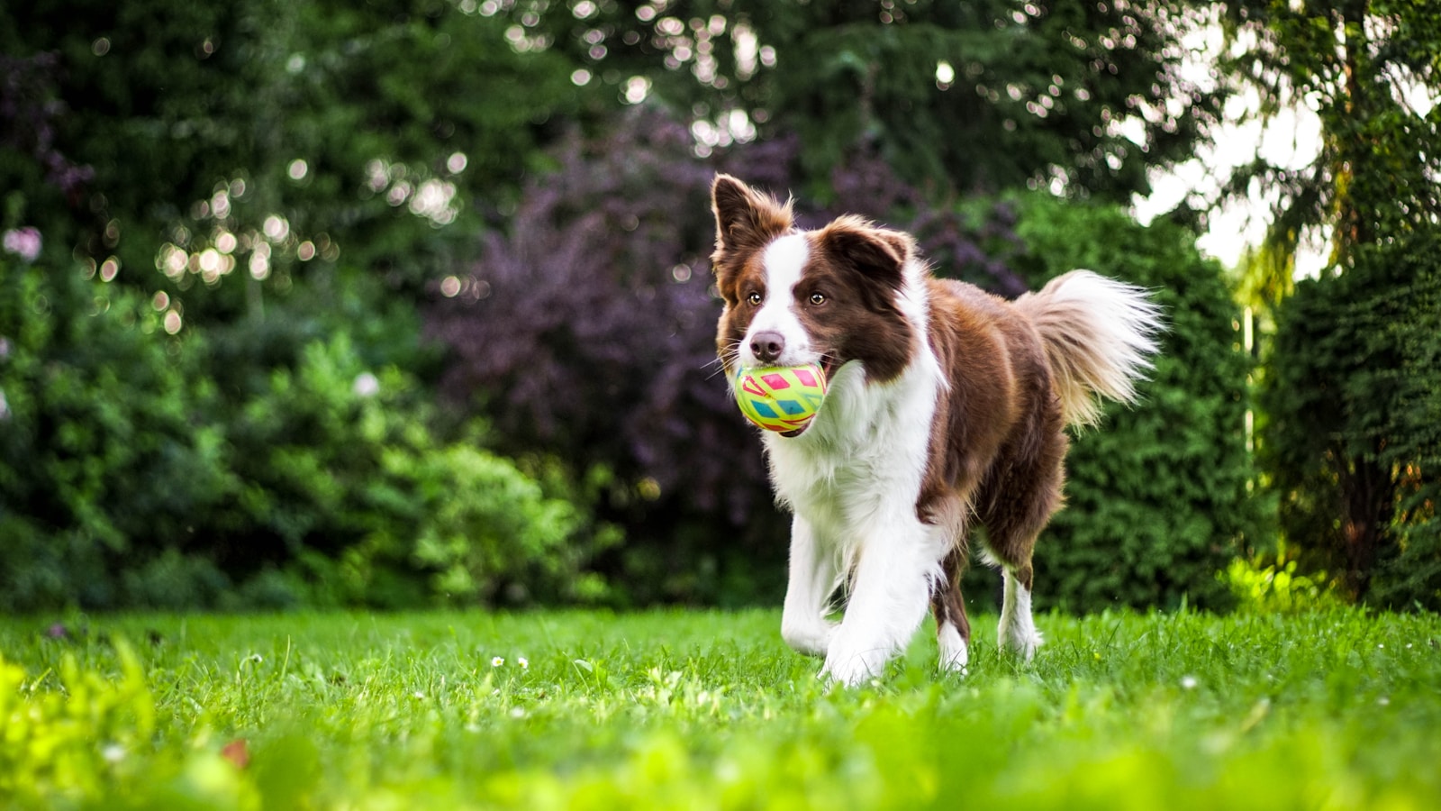 Brown and white dog on grass