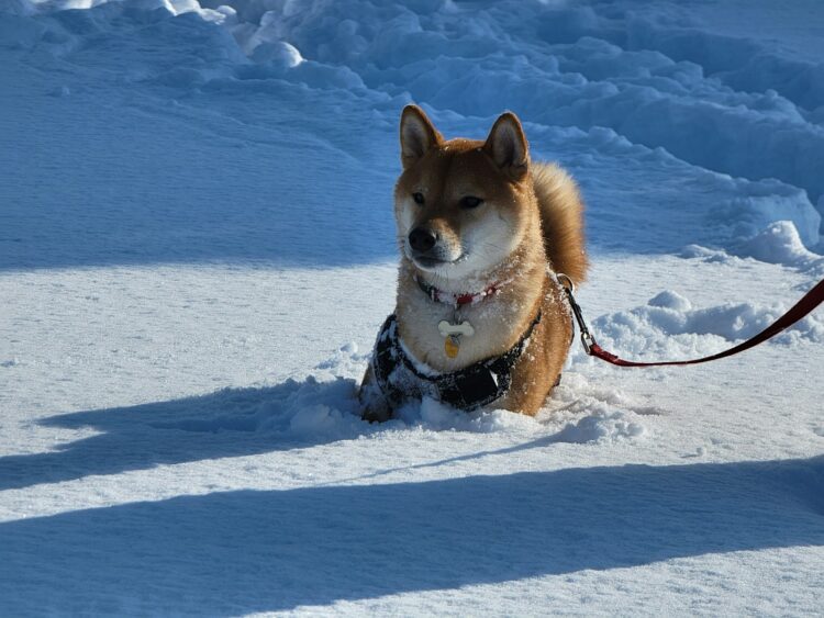 A dog that is sitting in the snow