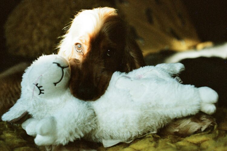 A brown puppy cuddling a white lamb plush toy